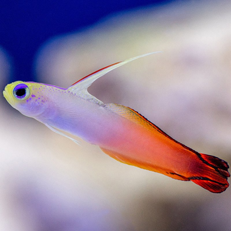 Red Firefish
