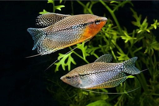 Gourami: Pearl