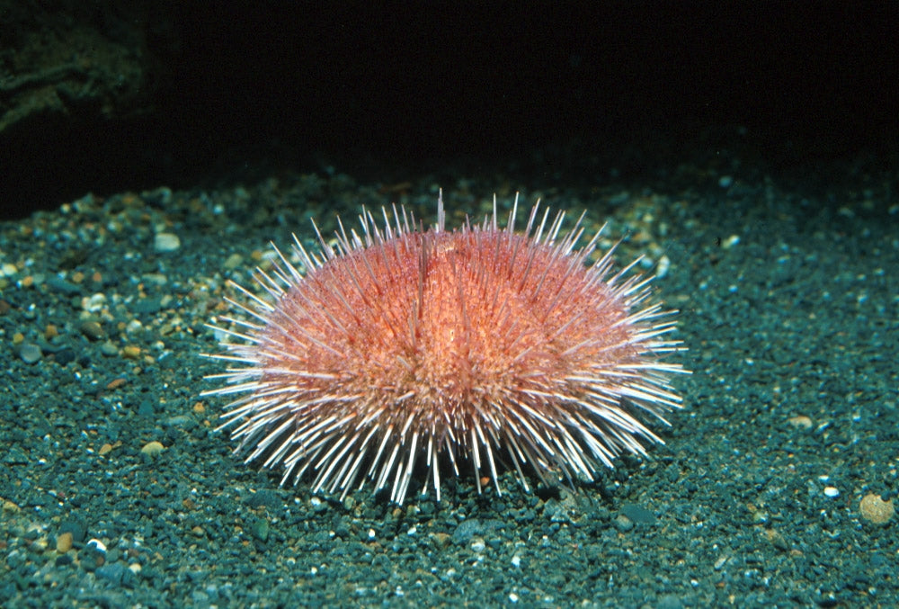 Pink Urchin