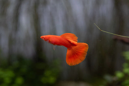 Guppy: Fancy