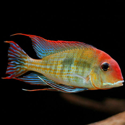 Cichlid: Red Head Tapajos