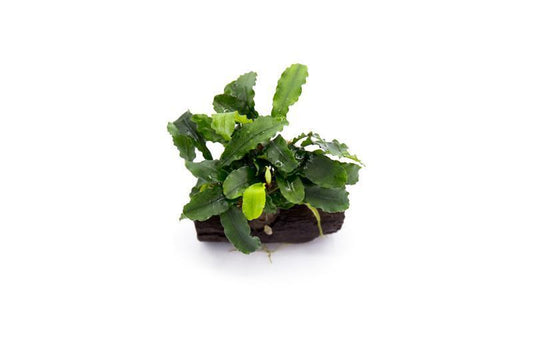 Bucephalandra: Green Wavy on Driftwood