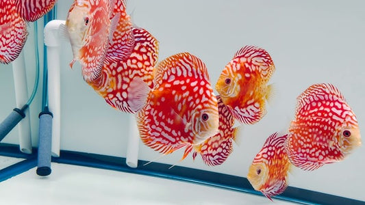 Discus: Red Panda