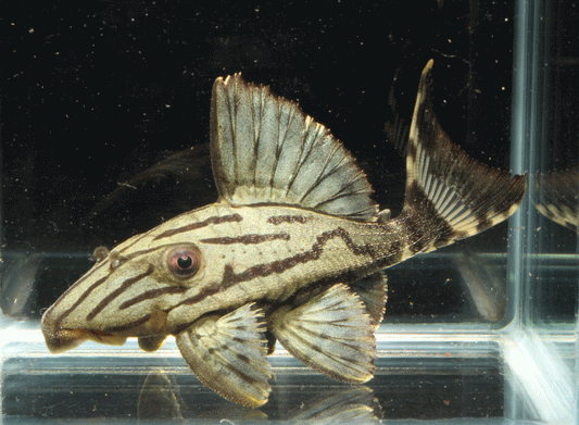 Royal Pleco L191