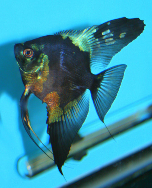Angelfish: Paraiba Pinoy