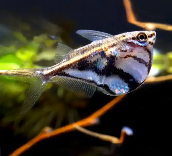 Marble Hatchetfish