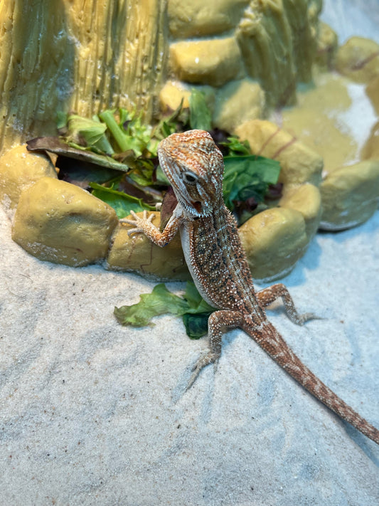 High Red Bearded Dragon