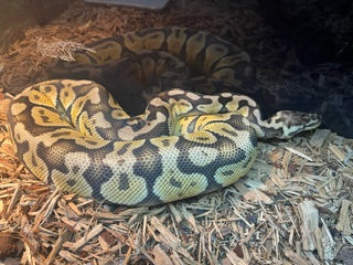 Ball Python: Spotnose