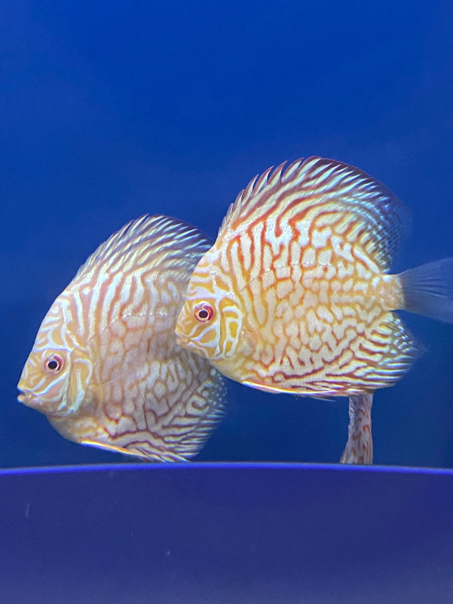 Discus: White Tiger