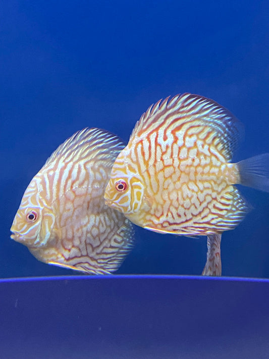 Discus: White Tiger