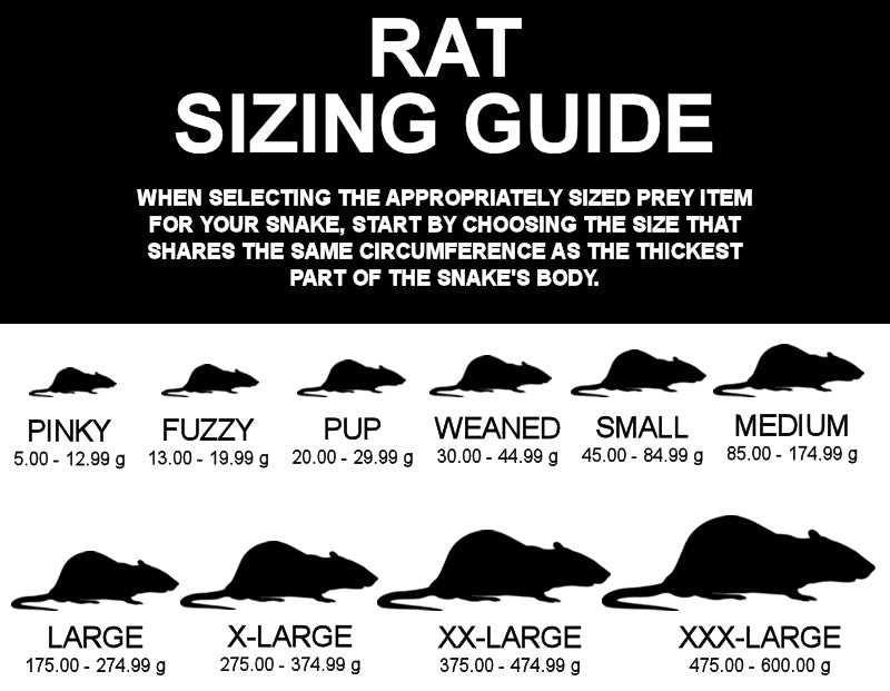 Frozen Feeder Rat