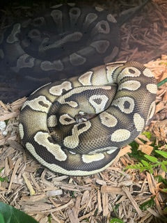 Ball Python: Mojave het Hypo ♀ - Juvenile