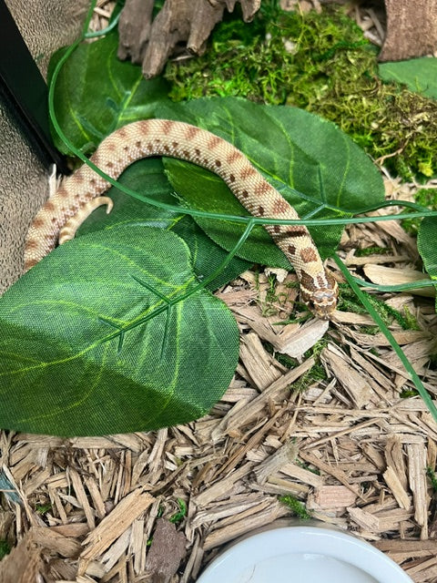 Baby Anaconda Hognose Snake ♂