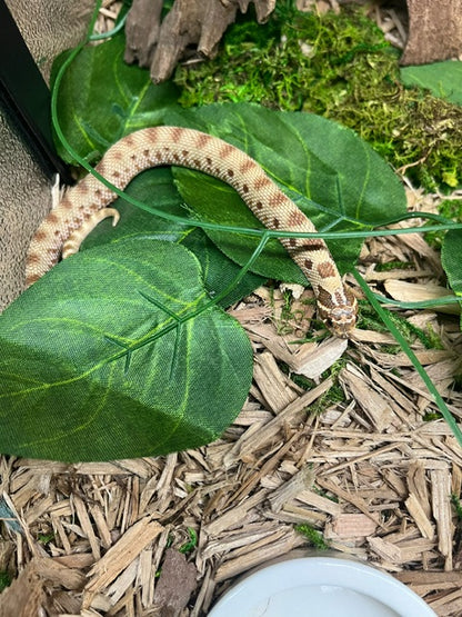 Baby Anaconda Hognose Snake ♂
