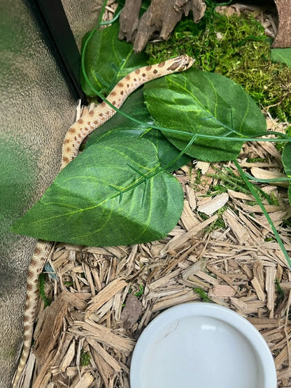 Baby Anaconda Hognose Snake ♂