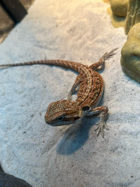 High Red Bearded Dragon