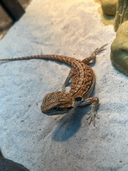 High Red Bearded Dragon