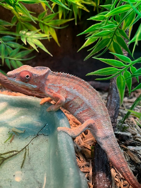 UK CAPTIVE BRED Adult Panther Chameleon ♂