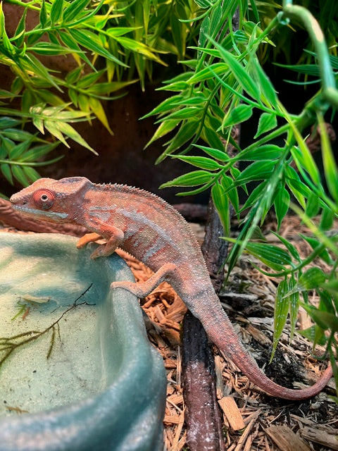 UK CAPTIVE BRED Adult Panther Chameleon ♂