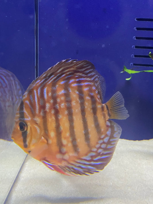 Discus: Nine Line Leopard
