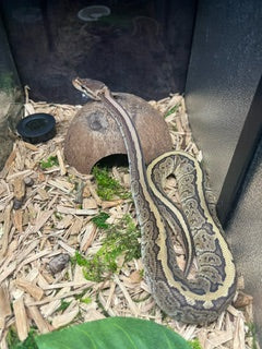 Ball Python: Jigsaw ♂ - Juvenile
