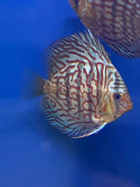 Discus: Checkerboard Leopard