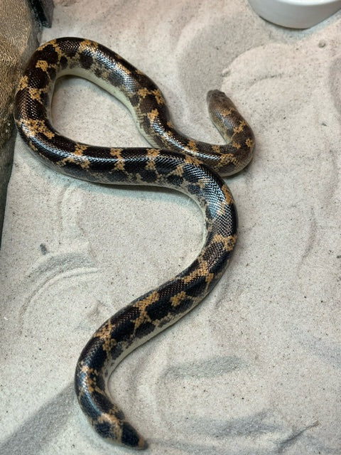 Saharan Sand Boa