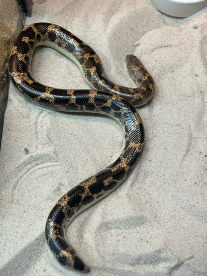 Saharan Sand Boa