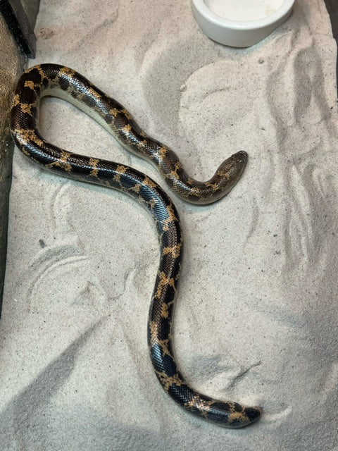 Saharan Sand Boa