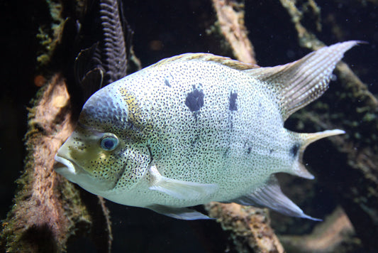 Platinum Cichlid Maskaheros Argenteus