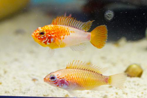 Cichlid: Apistogramma Gold Macmasteri
