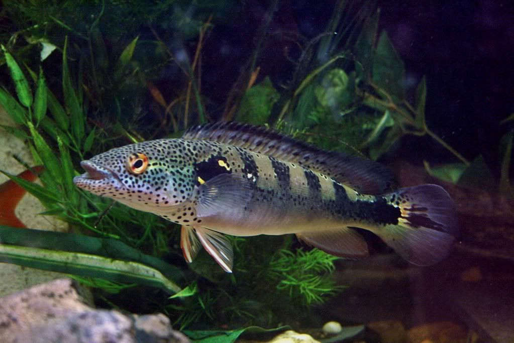 Cichlid: Lenticulata Pike