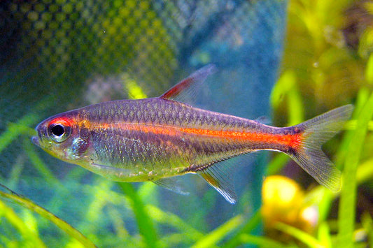 Tetra: Glowlight