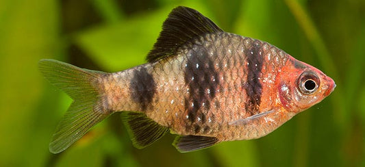 Black Ruby Barb