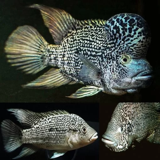 Black Nasty Cichlid