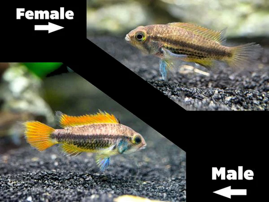 Apistogramma Orange Flash