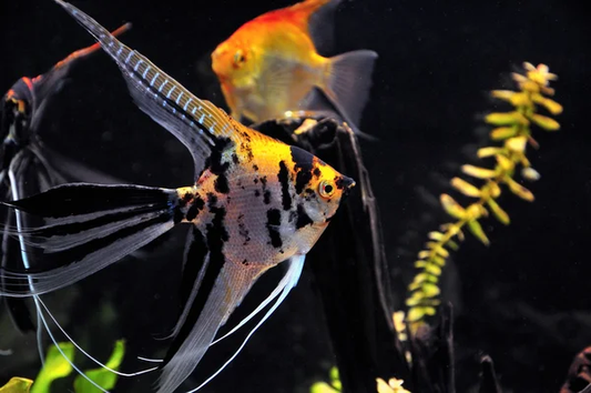 Angelfish: Koi Veiltail