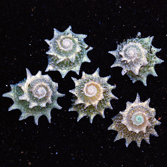 Star Snail
