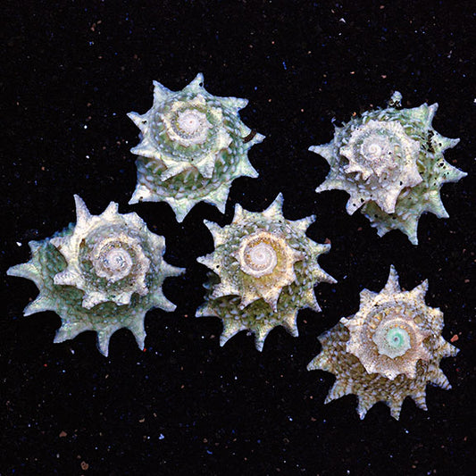 Star Snail
