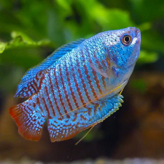 Gourami: Cobalt Blue