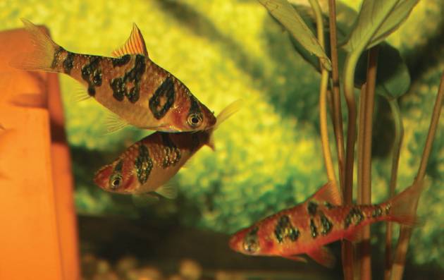 Snakeskin Barb