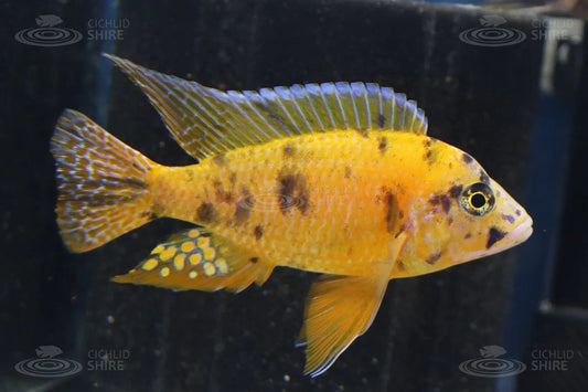 African Cichlid: Yellow OB Peacock