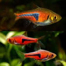 Espe's Rasbora