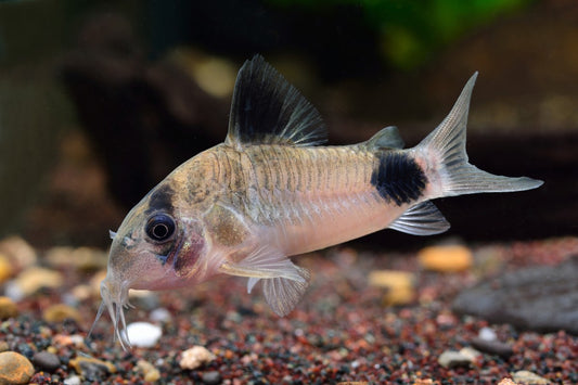 Corydoras: Panda