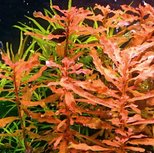 Ludwigia Inclinata