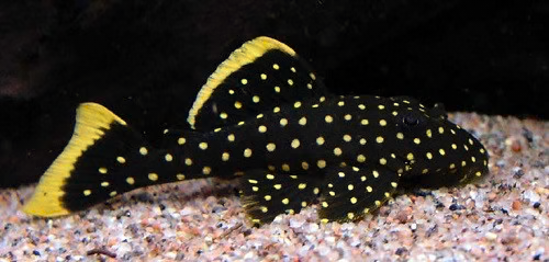 Gold Nugget Pleco L018