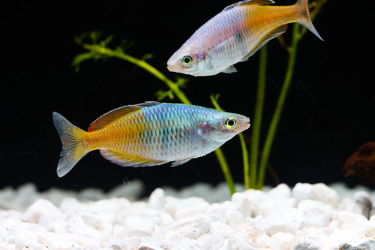 Orange Boesemani Rainbowfish