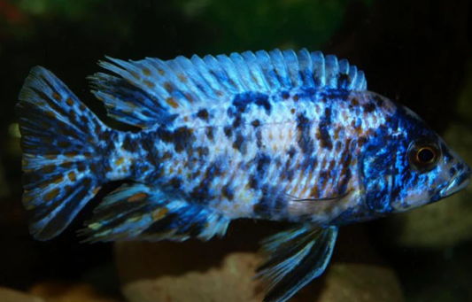 Blueberry Platinum Peacock Cichlid