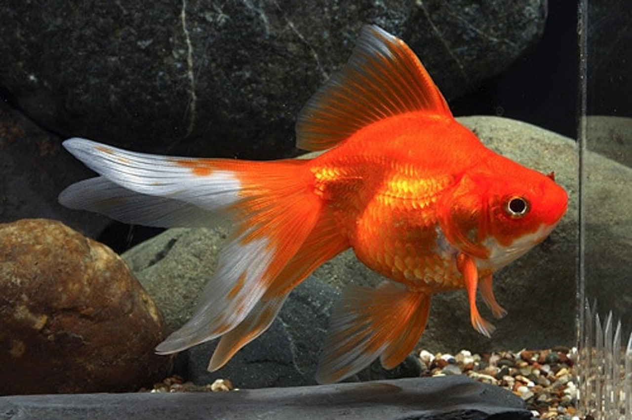 Goldfish: Ryukin