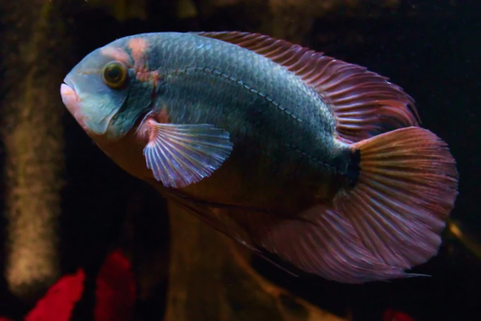 Chocolate Cichlid